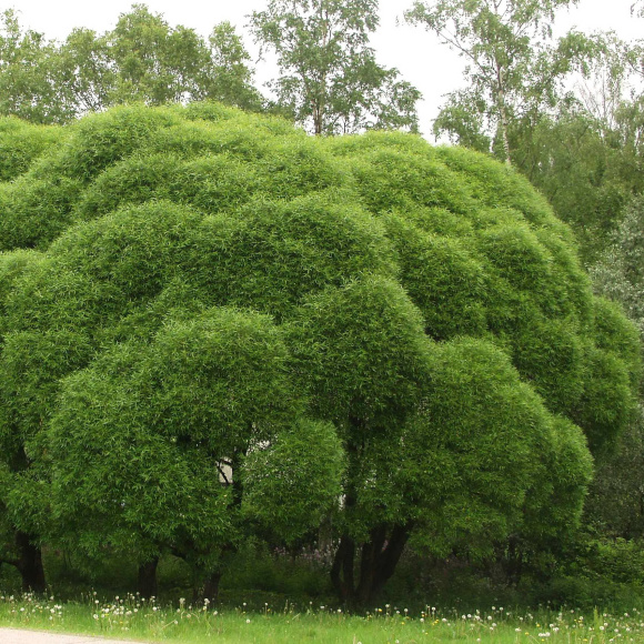 Ива Булата купить с доставкой
