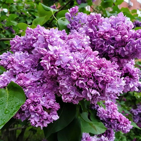 Сирень Антуан де Сент-Экзюпери купить с доставкой