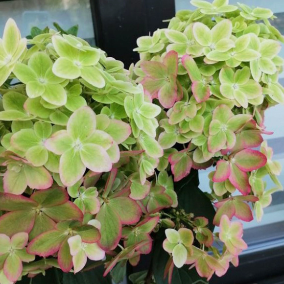 Гортензия Металлика (Metallica) метельчатая купить с доставкой