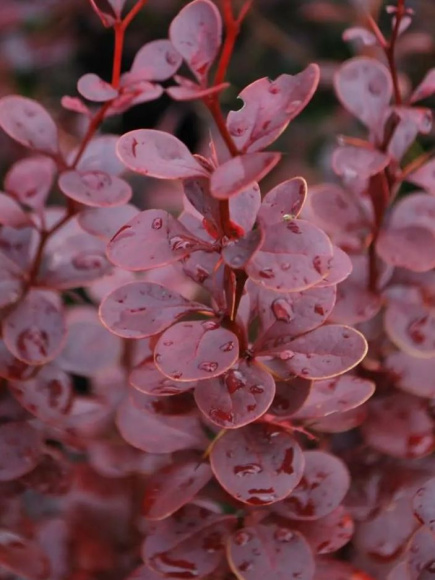 Барбарис Ред Пиллар (Red Pillar) купить с доставкой