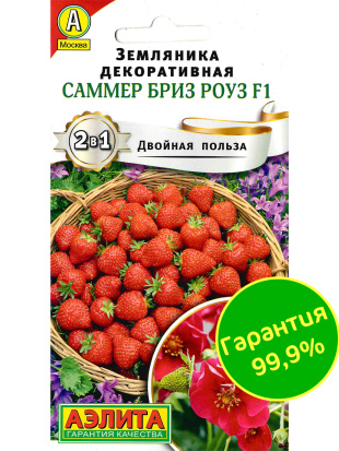 Земляника Саммер Бриз Роуз [Аэлита]