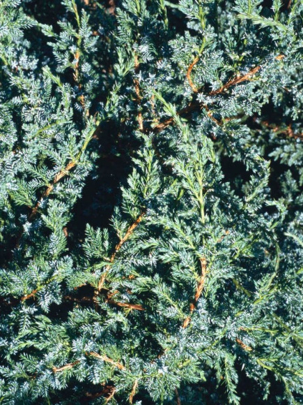 Можжевельник чешуйчатый Холгер (Holger) купить с доставкой