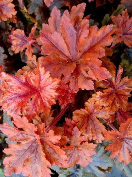 Гейхерелла Хопскотч (Hopscotch) купить с доставкой