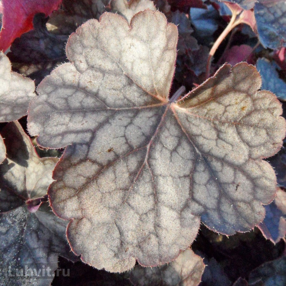 Гейхера Регина (Regina) купить с доставкой