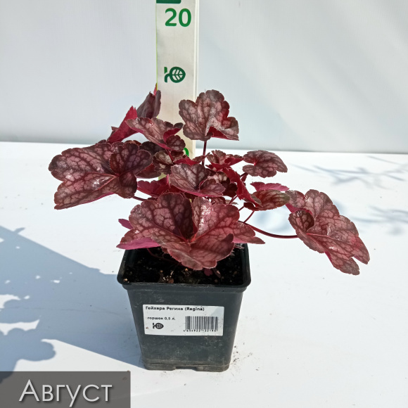 Гейхера Регина (Regina) купить с доставкой