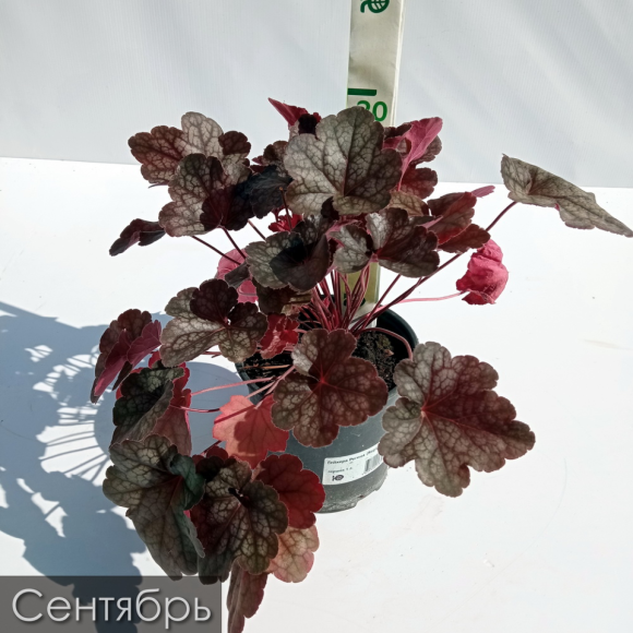 Гейхера Регина (Regina) купить с доставкой