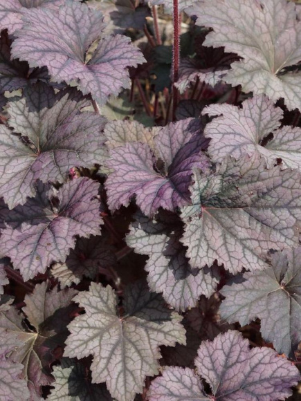 Гейхера Фростед Виолет (Frosted Violet) купить с доставкой