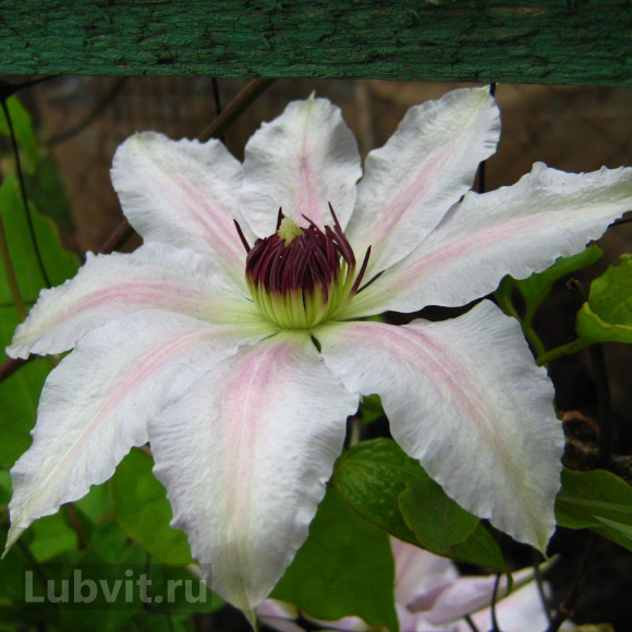 Клематис Матка Седлиска (Matka Siedliska) купить с доставкой