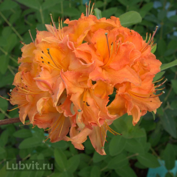 Рододендрон Мандарин Лайтс (Mandarin Lights) купить с доставкой