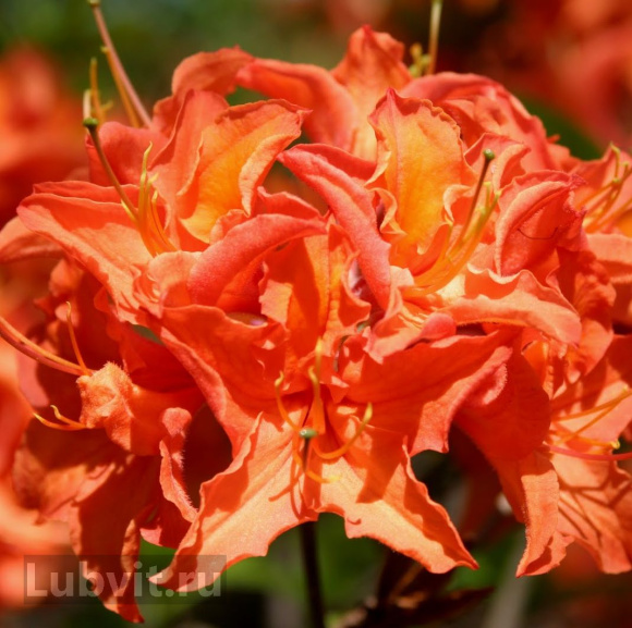 Рододендрон Мандарин Лайтс (Mandarin Lights) купить с доставкой
