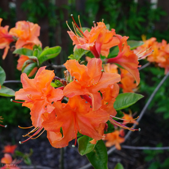 Рододендрон Мандарин Лайтс (Mandarin Lights) купить с доставкой