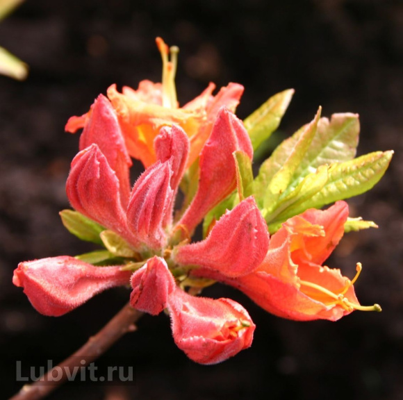 Рододендрон Мандарин Лайтс (Mandarin Lights) купить с доставкой