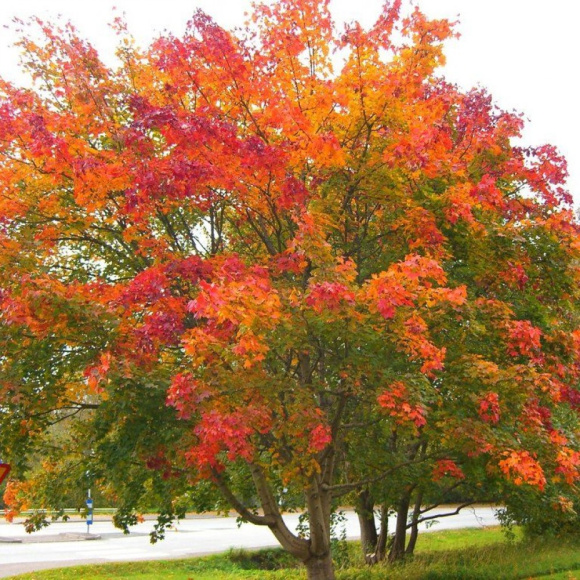 Клен Остролистный купить с доставкой