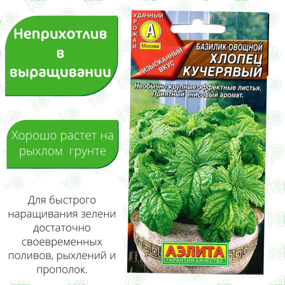 Базилик Хлопец кучерявый [Аэлита] купить с доставкой