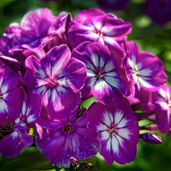 Флокс Адинда (Adinda) купить с доставкой