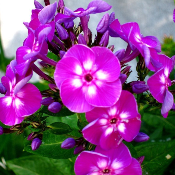 Флокс Адинда (Adinda) купить с доставкой