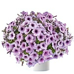 Петунии вегетативные