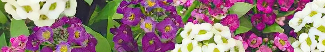 Алиссум купить с доставкой из питомника по России