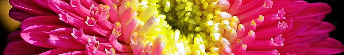 Астра купить с доставкой из питомника по России