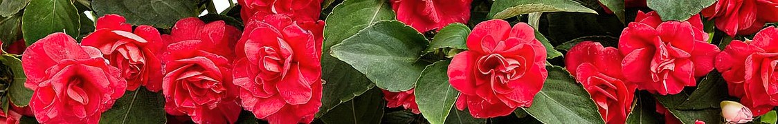 Бальзамин купить с доставкой из питомника по России