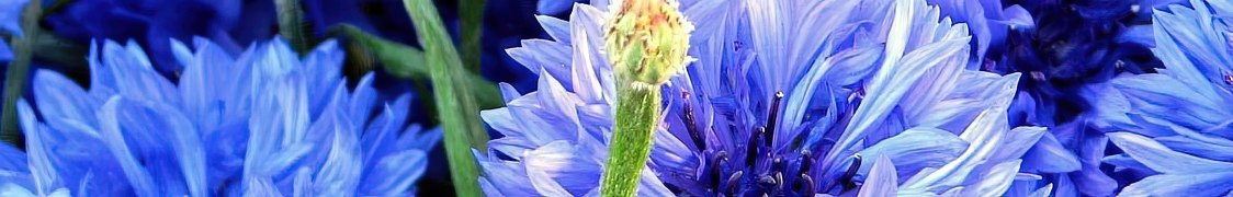 Василек купить с доставкой из питомника по России