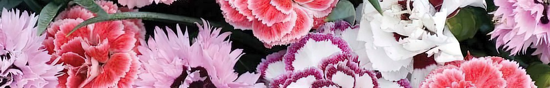 Гвоздика купить с доставкой из питомника по России