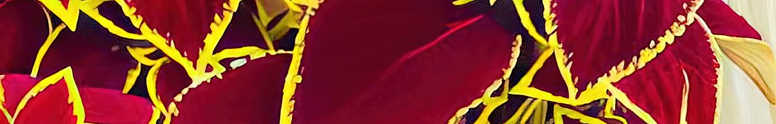 Колеус купить с доставкой из питомника по России