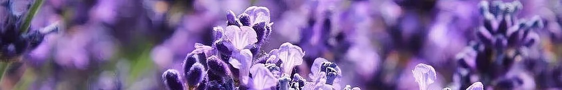 Лаванда купить с доставкой из питомника по России