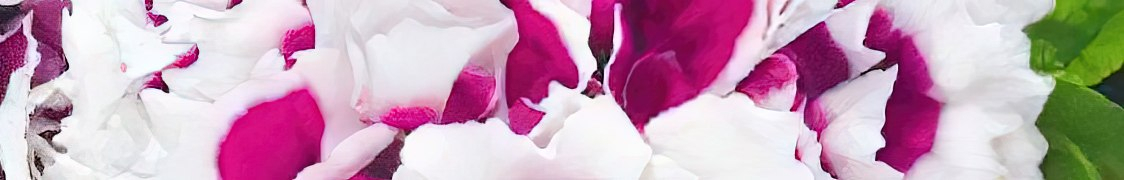 Петуния купить с доставкой из питомника по России