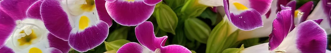 Торения купить с доставкой из питомника по России