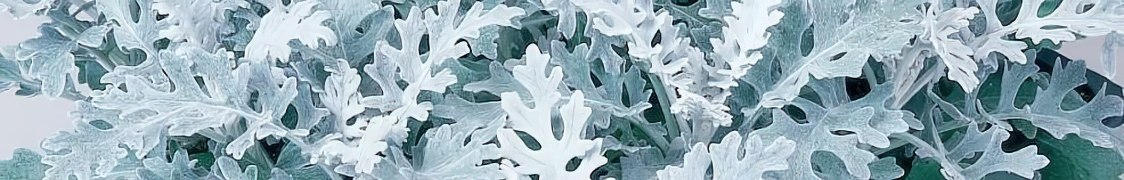 Цинерария купить с доставкой из питомника по России