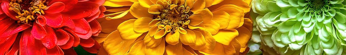 Цинния купить с доставкой из питомника по России