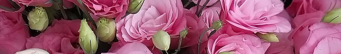 Эустома купить с доставкой из питомника по России