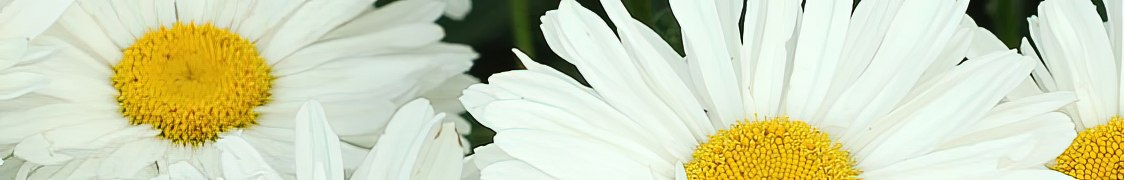 Ромашки купить с доставкой из питомника по России