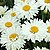 Ромашки