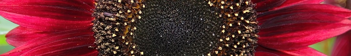 Подсолнечник купить с доставкой из питомника по России