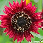 Подсолнечник