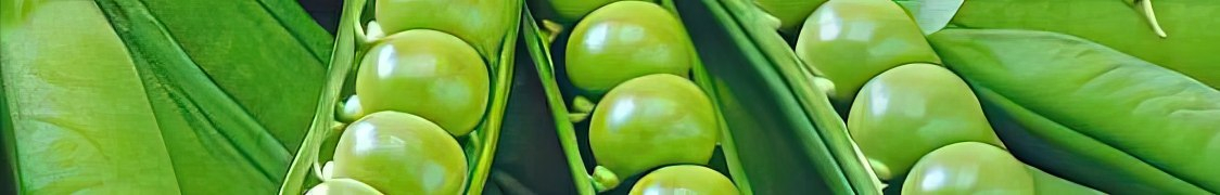 Горох купить с доставкой из питомника по России