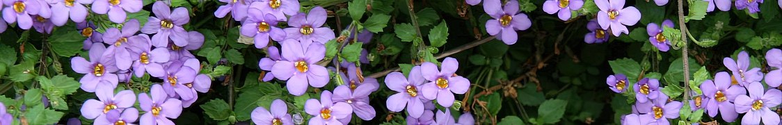 Бакопа купить с доставкой из питомника по России