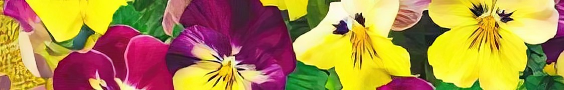 Виола купить с доставкой из питомника по России