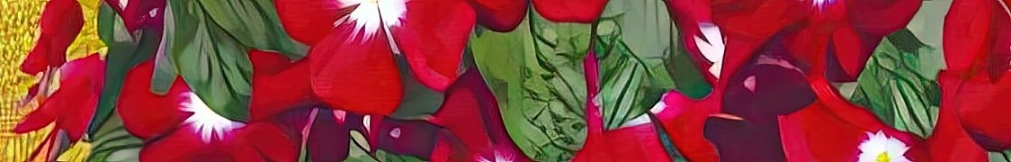 Катарантус купить с доставкой из питомника по России