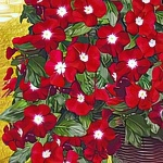 Катарантус