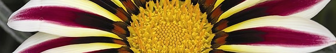 Гацания купить с доставкой из питомника по России