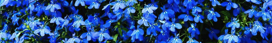 Лобелия купить с доставкой из питомника по России