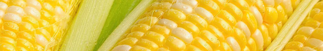 Кукуруза купить с доставкой из питомника по России