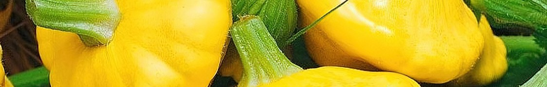 Патиссон купить с доставкой из питомника по России