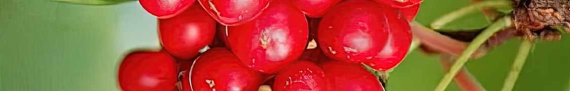 Лимонник купить с доставкой из питомника по России