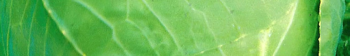 Капуста купить с доставкой из питомника по России