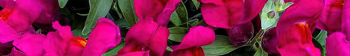 Львиный зев купить с доставкой из питомника по России