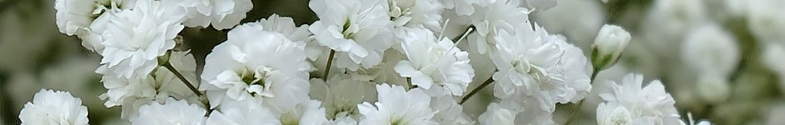 Гипсофила купить с доставкой из питомника по России